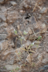 Asperula setosa