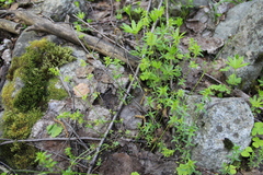 Cruciata glabra