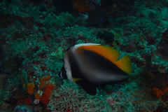 Heniochus singularius