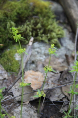 Cruciata glabra