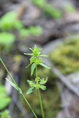 Cruciata glabra