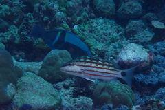 Lutjanus decussatus