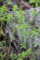 Cruciata glabra