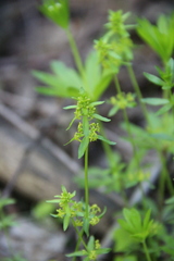 Cruciata glabra