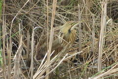 Botaurus lentiginosus image