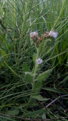 Phacelia pinnatifida