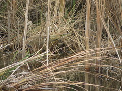 Botaurus lentiginosus image