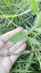Phacelia pinnatifida