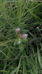 Phacelia pinnatifida
