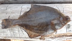 Limanda limanda