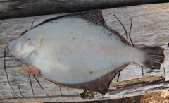 Limanda limanda
