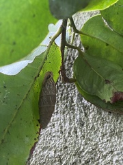 Bahiensis punctatissimus