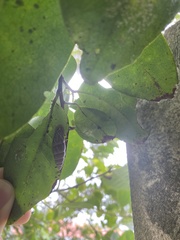 Bahiensis punctatissimus
