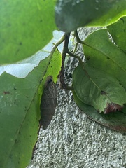 Bahiensis punctatissimus