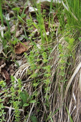Cruciata glabra