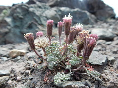 Chaenactis douglasii alpina