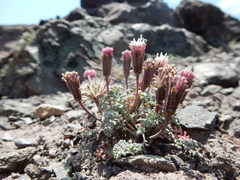Chaenactis douglasii alpina