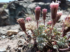 Chaenactis douglasii alpina
