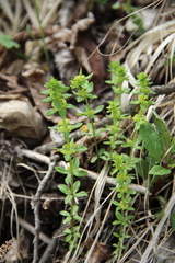 Cruciata glabra