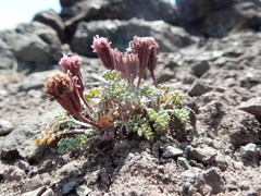 Chaenactis douglasii alpina