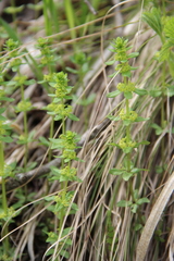 Cruciata glabra