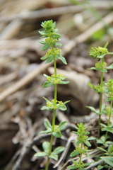 Cruciata glabra