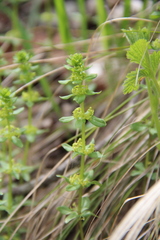 Cruciata glabra