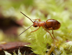 Biorhiza