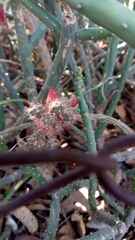 Opuntia salmiana