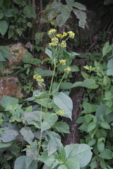 Schistocarpha eupatorioides