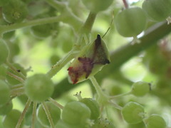 Elasmostethus atricornis