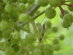 Elasmostethus atricornis