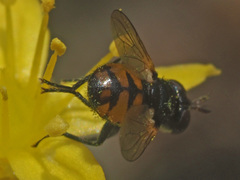 Gymnosoma nitens