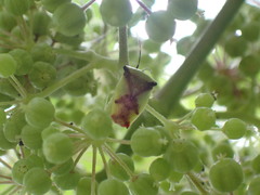 Elasmostethus atricornis