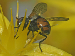 Gymnosoma nitens