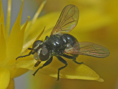 Gymnosoma nitens