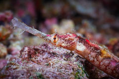 Halicampus macrorhynchus