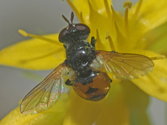 Gymnosoma nitens