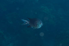 Chromis xanthura