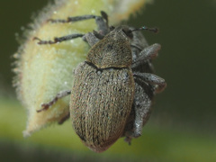 Sibinia viscariae