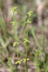 Cruciata pedemontana