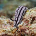Domino Nudibranch - Photo (c) Gomen See, some rights reserved (CC BY-NC), uploaded by Gomen See