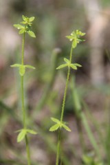 Cruciata pedemontana
