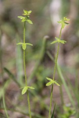 Cruciata pedemontana