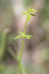 Cruciata pedemontana