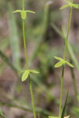 Cruciata pedemontana