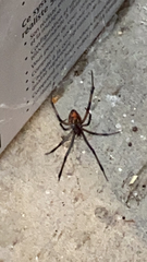 Latrodectus geometricus