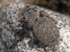 Attulus penicillatus