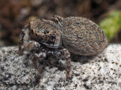 Attulus penicillatus