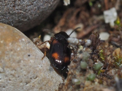 Elaphropus quadrisignatus